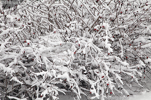 Image of Bush covered with snow