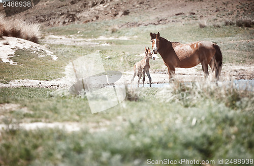 Image of Two horses