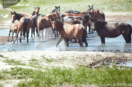 Image of Herd of horses