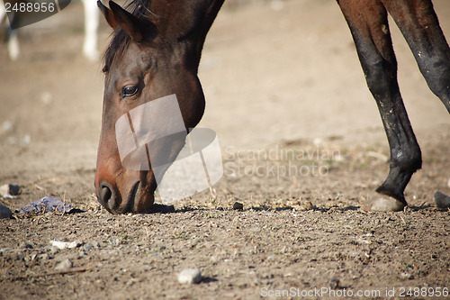 Image of Horse