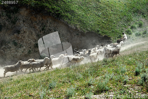 Image of Running sheep