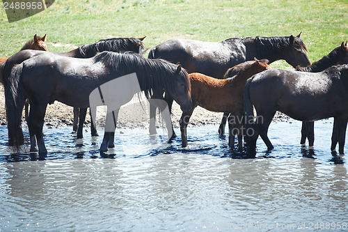 Image of Herd of horses