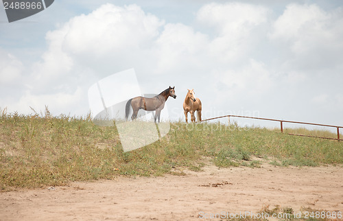 Image of Two horses