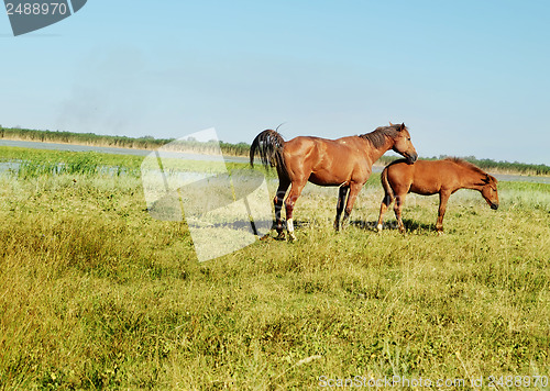 Image of Love of animals