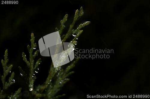 Image of Pine branch