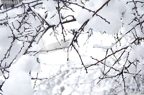 Image of Pine branch