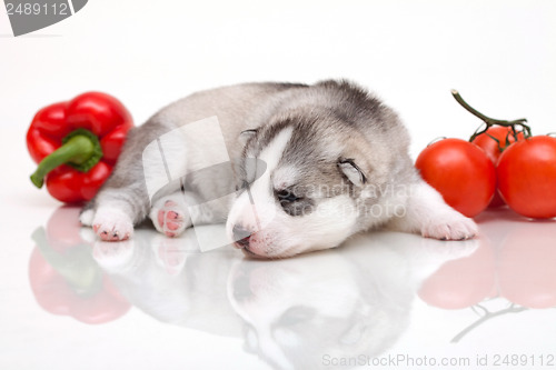 Image of newborn puppy