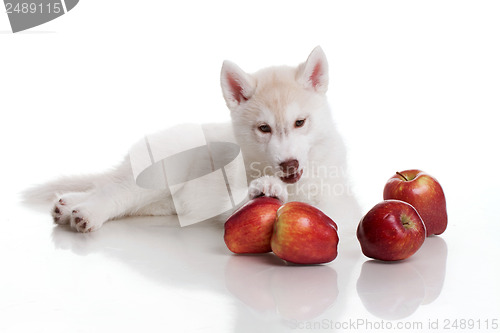 Image of newborn puppy