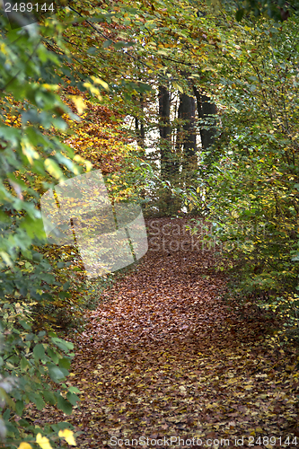 Image of autumn forest scenery