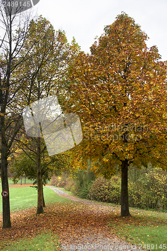 Image of autumn scenery