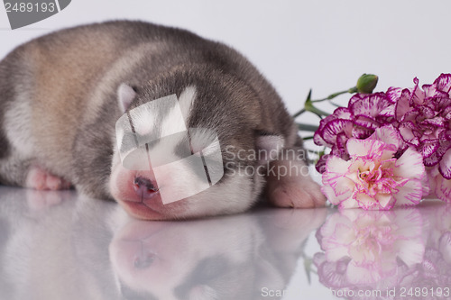 Image of newborn puppy