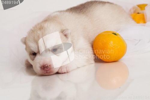 Image of newborn puppy