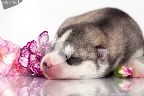 Image of newborn puppy