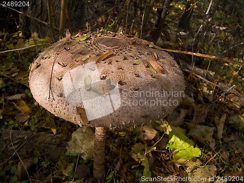 Image of In the wood