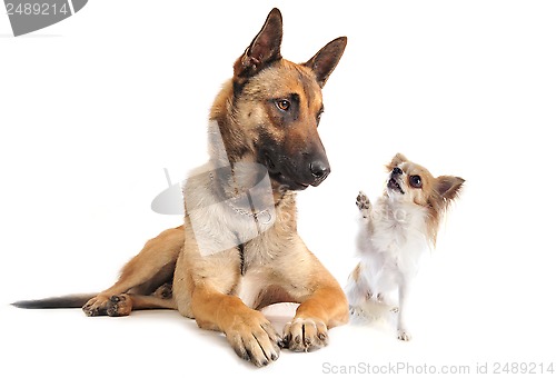 Image of malinois and chihuahua