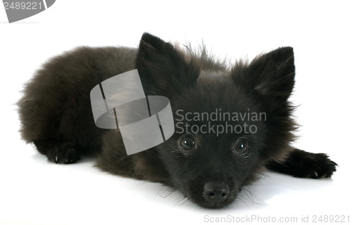 Image of puppy spitz