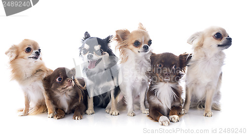 Image of chihuahuas