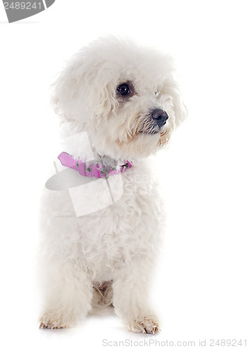 Image of bichon frise