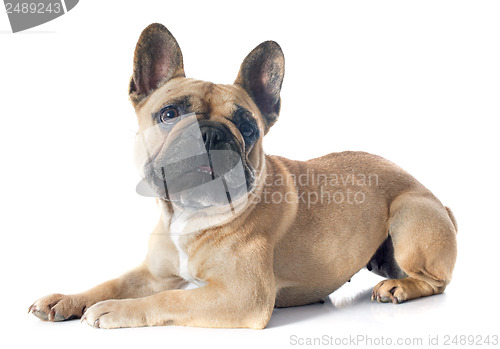 Image of french bulldog 