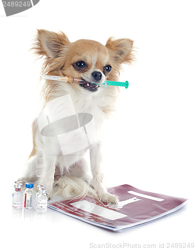 Image of chihuahua and syringe