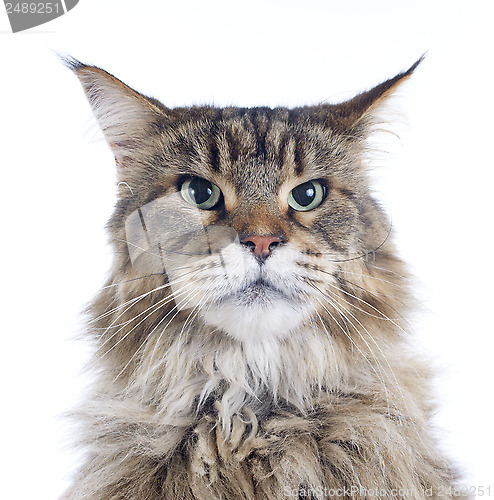 Image of maine coon cat