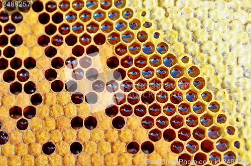 Image of honey in honeycomb closeup
