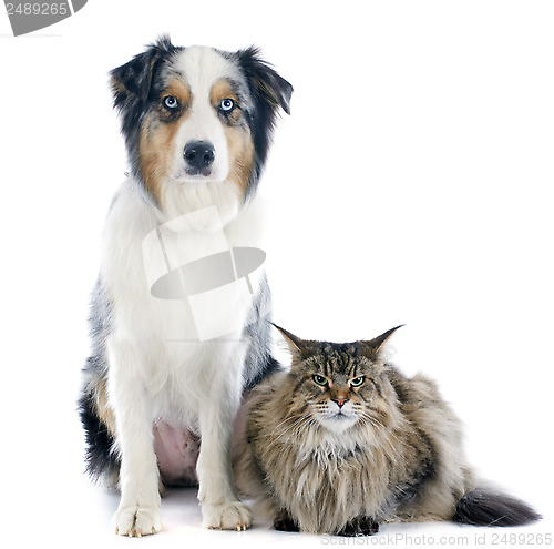 Image of australian shepherd and maine coon