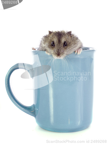 Image of russian hamster in cup