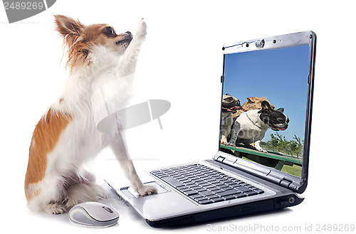Image of chihuahua and computer