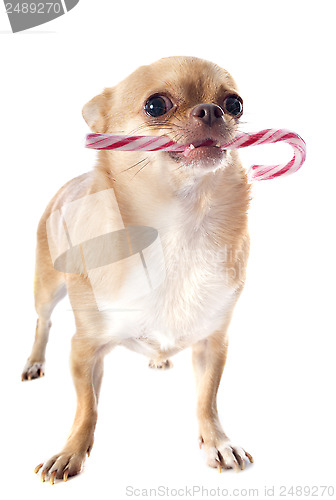 Image of chihuahua and candy