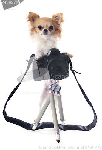 Image of chihuahua and camera