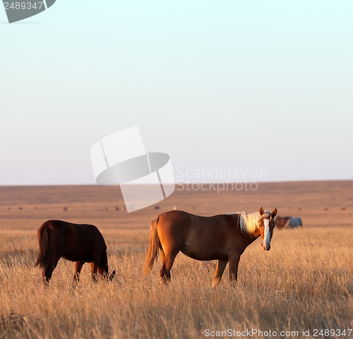 Image of Two horses grazing in evening pasture