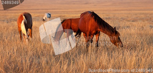 Image of Horses grazing in pasture
