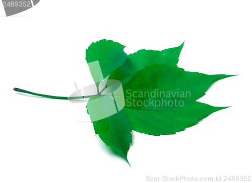 Image of Green virginia creeper leaves on white background