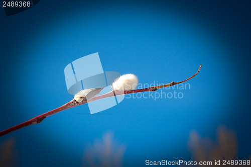 Image of The Flower of pussy willow