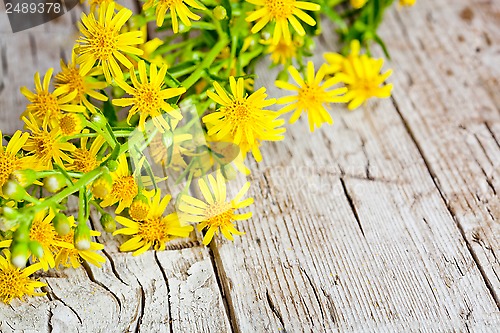 Image of wild yellow flowers