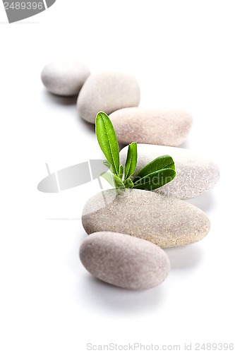 Image of green leaf and stones