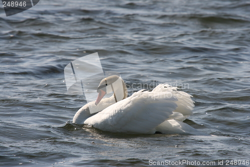 Image of swan