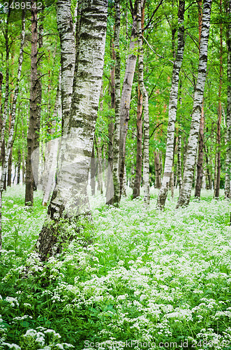 Image of Tree trunks in a birch forest and wild flowers, close-up