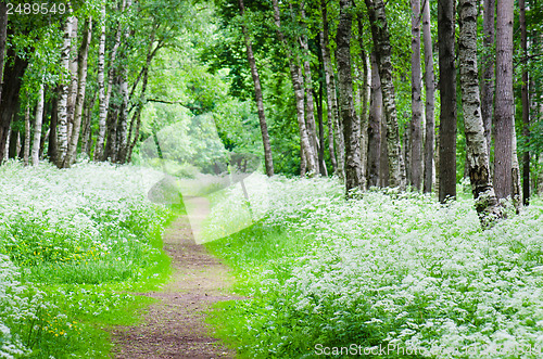 Image of Footpath in a birchwood June day. Summer background