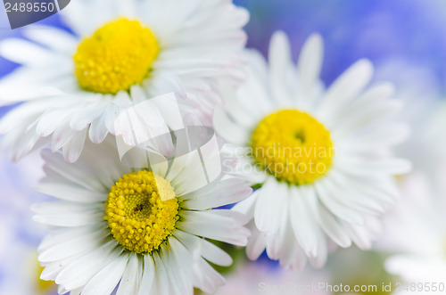 Image of Bouquet of daisies and cornflowers close-up