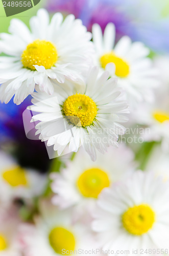 Image of Bouquet of daisies and cornflowers close-up