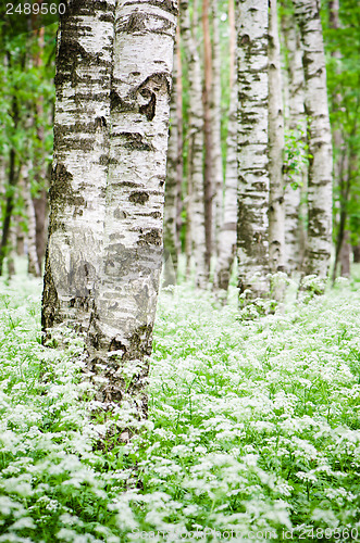 Image of Tree trunks in a birch forest and wild flowers, close-up