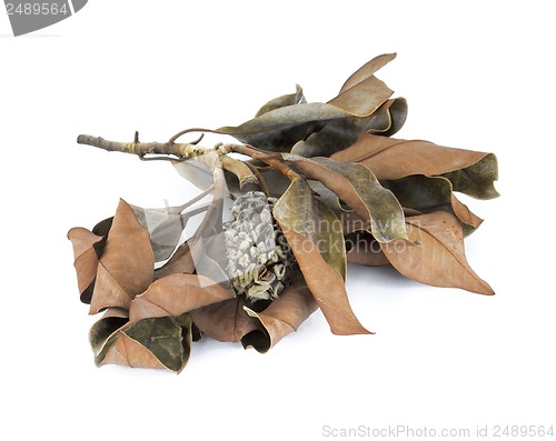 Image of autumn leaves