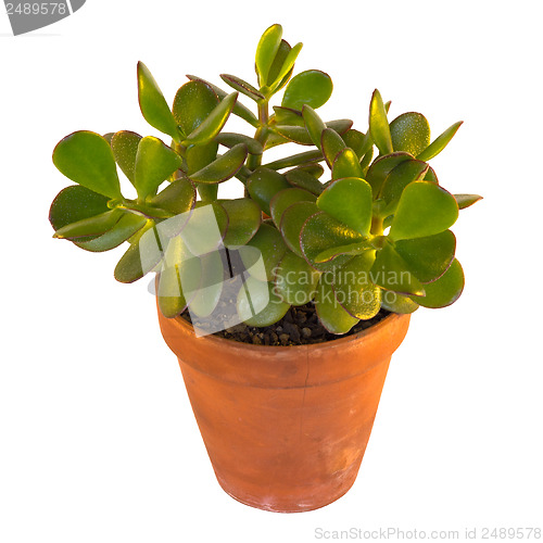 Image of Indoor succulent plant