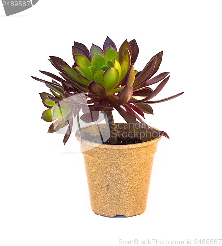 Image of Indoor succulent plant