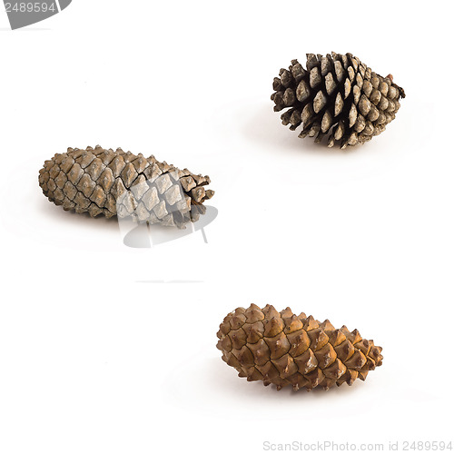 Image of  Pine Cones isolated on white