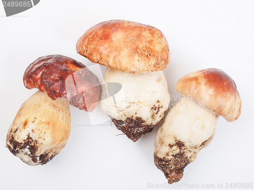 Image of Porcini Mushroom