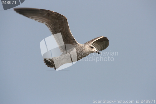 Image of gull