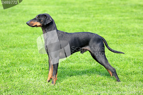 Image of The typical black Manchester Terrier